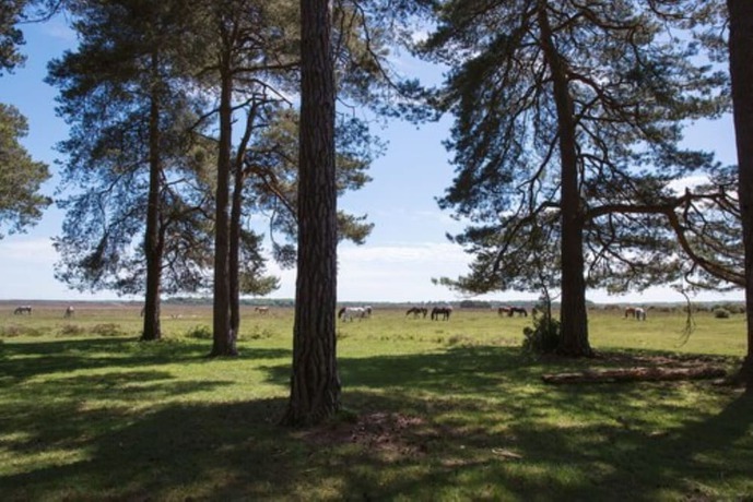 Imagen de la habitación del Hotel Beaulieu, New Forest. Foto 17