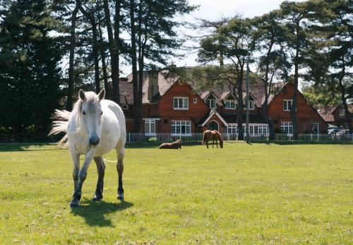 Imagen general del Hotel Beaulieu, New Forest. Foto 5