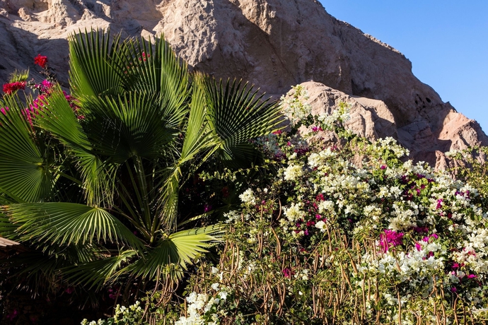 Imagen de los exteriores del Hotel Bedouin Moon. Foto 2