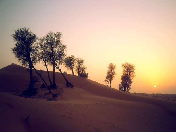 Imagen de los exteriores del Hotel Bedouin Oasis Camp. Foto 16