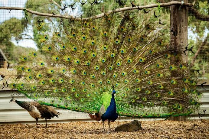 Imagen general del Hotel Bellbrae Country Club Surf Coast. Foto 4