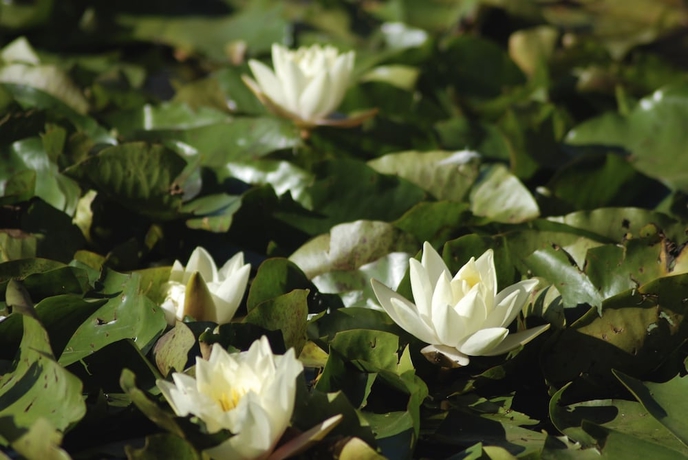 Imagen de los exteriores del Hotel Bellbrae Harvest. Foto 10