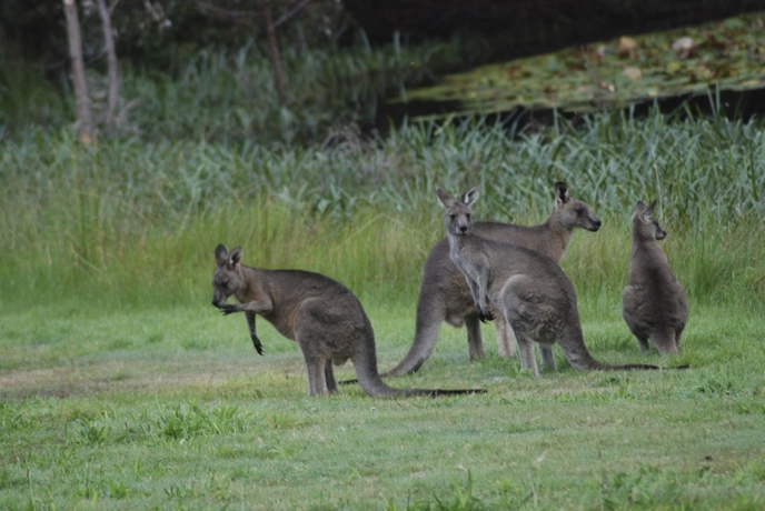 Imagen de los exteriores del Hotel Bellbrae Harvest. Foto 11