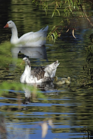 Imagen de los exteriores del Hotel Bellbrae Harvest. Foto 13