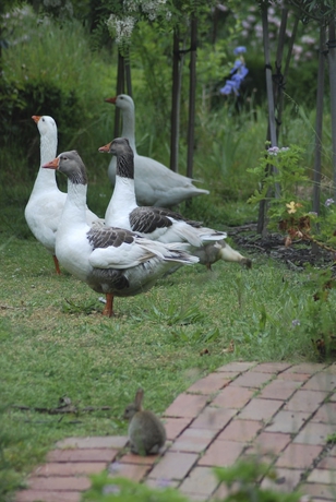 Imagen de los exteriores del Hotel Bellbrae Harvest. Foto 14