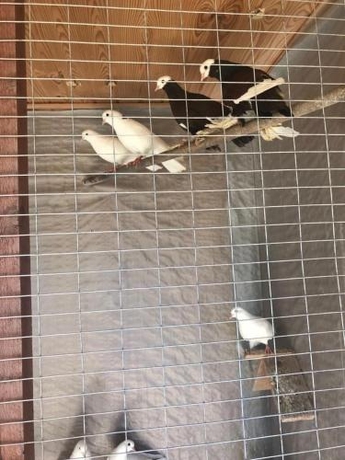 Imagen general del Hotel Belveder, Peresyp. Foto 5