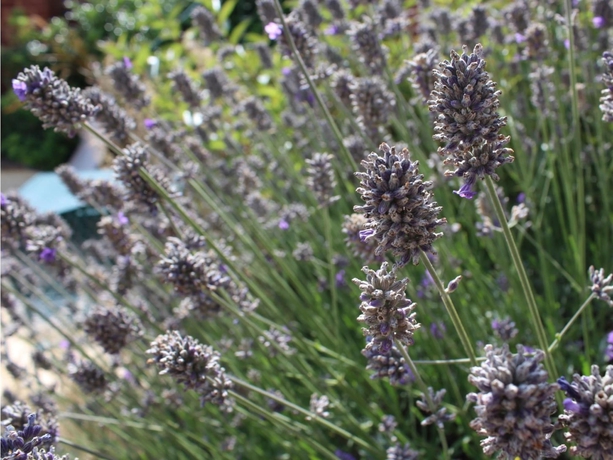 Imagen de los exteriores del Hotel Bendene Townhouse. Foto 14