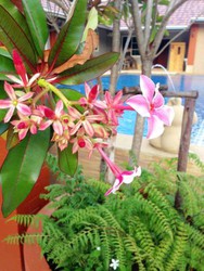 Imagen general del Hotel Benwadee Resort. Foto 3