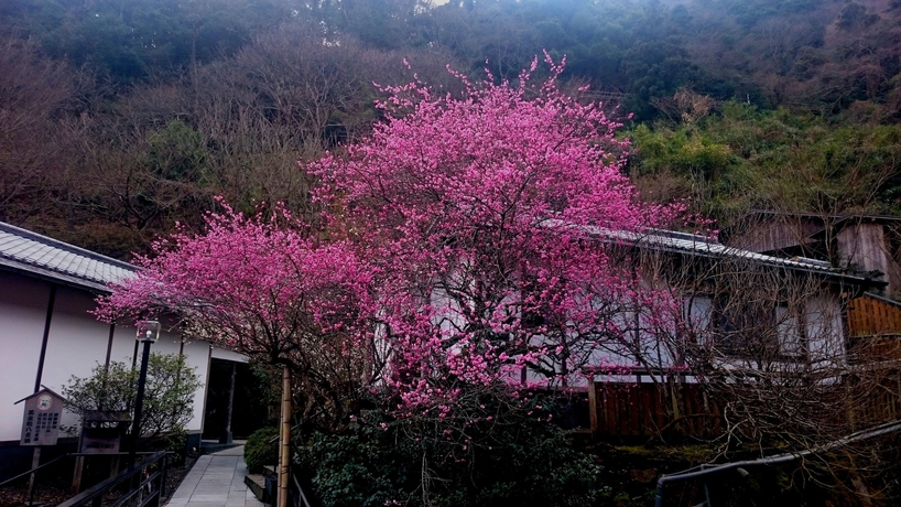 Imagen de los exteriores del Hotel Beppu Showaen. Foto 14