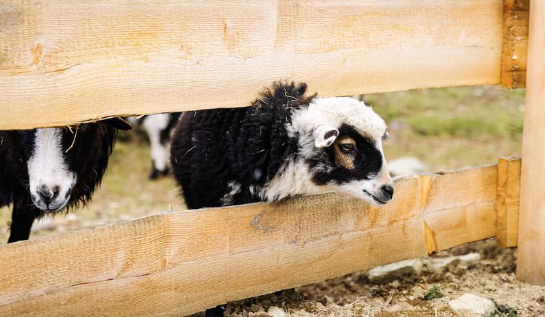 Imagen general del Hotel Berg- and Erlebnis-Resort MarktlAlm - Chalets and Lodges. Foto 5