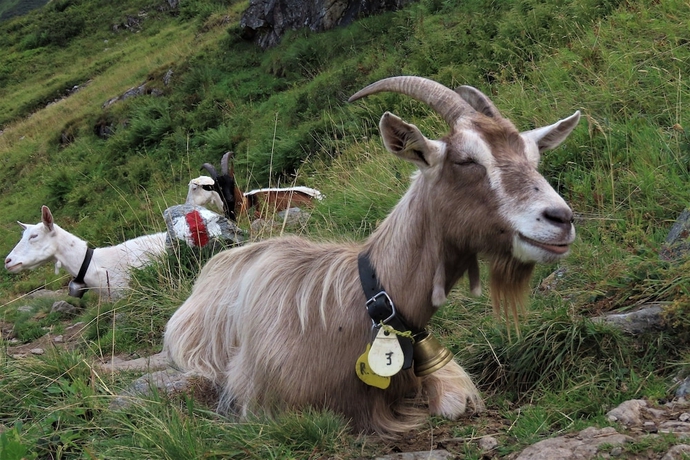 Imagen general del Hotel Berggasthaus Tschingelhorn - only accessible on foot (2 hour hike). Foto 5