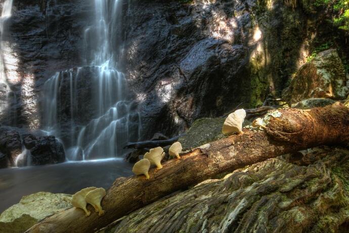 Imagen general del Hotel Binna Burra Sky Lodges. Foto 4