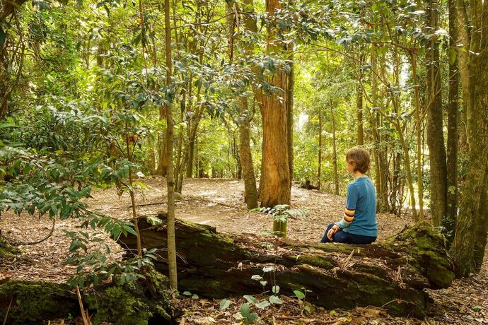 Imagen de la habitación del Hotel Binna Burra Sky Lodges. Foto 24