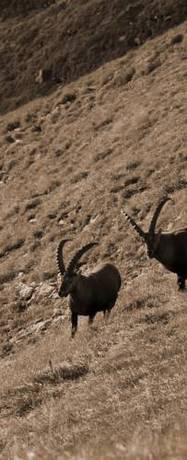 Imagen de la habitación del Hotel Birkenh&ouml;he. Foto 6