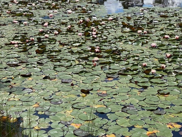 Imagen de la habitación del Hotel Blackwattle Luxury Retreats. Foto 14