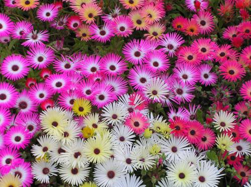 Imagen de la habitación del Hotel Blue Violet Motor Inn. Foto 6