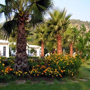 Imagen de los exteriores del Hotel Blue and White, Kemer. Foto 12