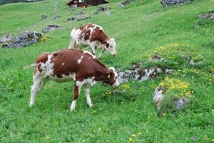 Imagen de los exteriores del Hotel Blumlisalp, Grindelwald. Foto 6