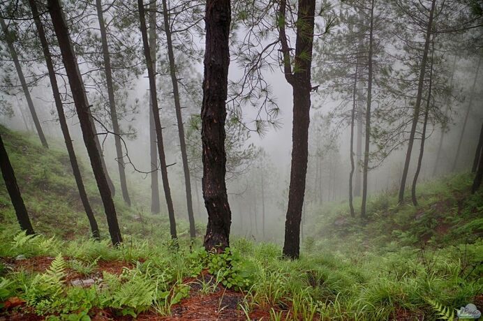 Imagen general del Hotel Blusalz Escapade Lansdowne. Foto 14