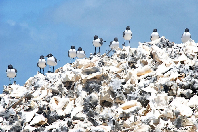 Imagen general del Hotel BnBBonaire. Foto 2