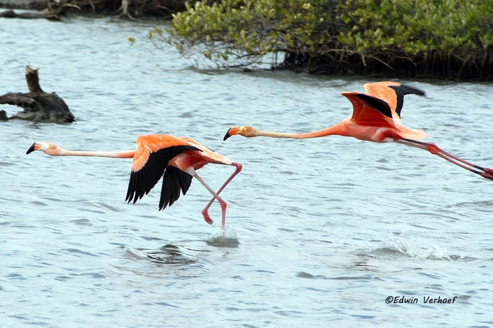 Imagen de los exteriores del Hotel BnBBonaire. Foto 14