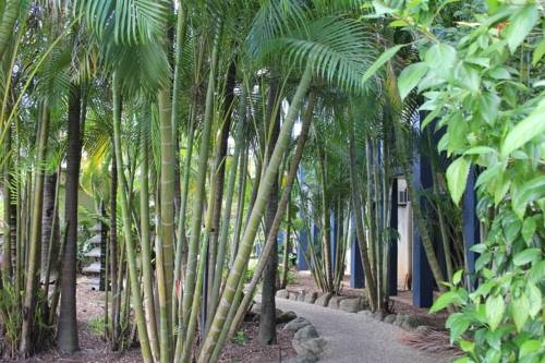 Imagen general del Hotel Bohemia Resort Cairns. Foto 17