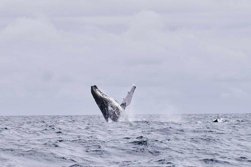 Imagen general del Hotel Bom Bom Principe Island. Foto 2