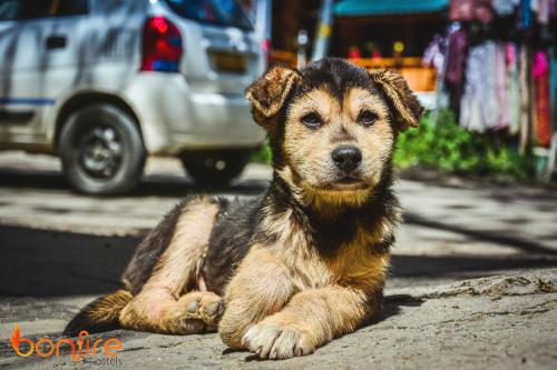 Imagen general del Hotel Bonfire Woods D'chalet. Foto 2