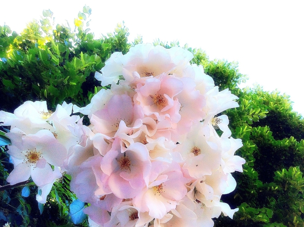 Imagen de los exteriores del Hotel Bonifacio. Foto 6