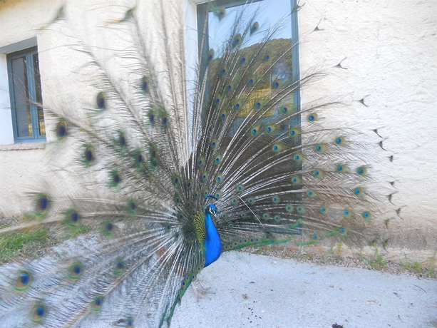 Imagen de los exteriores del Hotel Borgo Di Campagna. Foto 13