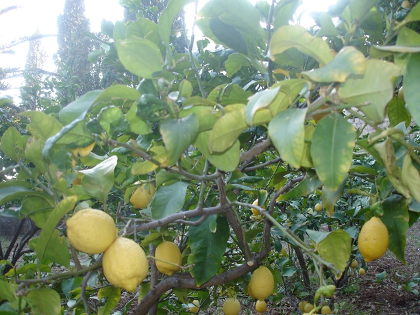 Imagen de los exteriores del Hotel Boutique and Beach Villa Wolff. Foto 10