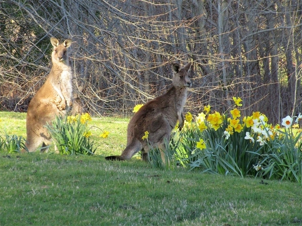 Imagen de los exteriores del Hotel Braeside Mt Macedon Country Retreat and Bed and Breakfast. Foto 15