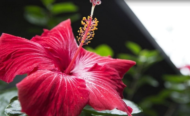 Imagen de los interiores del Hotel Broad Leaf Villas. Foto 14