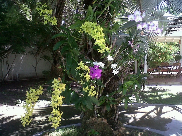 Imagen de los exteriores del Hotel Buccaneer Beach Club. Foto 11