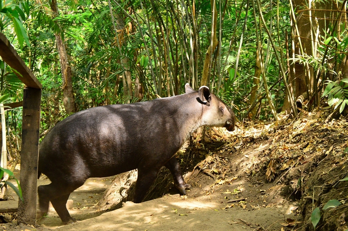 Imagen general del Hotel Buena Vista Del Rincon Eco Adventure Park, and Spa. Foto 6