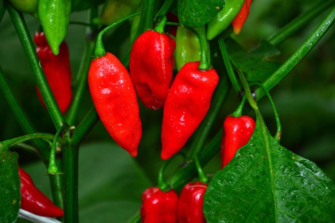 Imagen de los interiores del Hotel Buena Vista Del Rincon Eco Adventure Park, and Spa. Foto 14