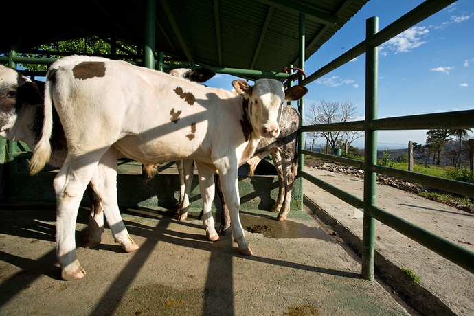 Imagen general del Hotel Buena Vista Del Rincon Eco Adventure Park, and Spa. Foto 11