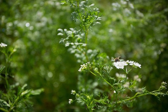 Imagen general del Hotel Buena Vista Del Rincon Eco Adventure Park, and Spa. Foto 12