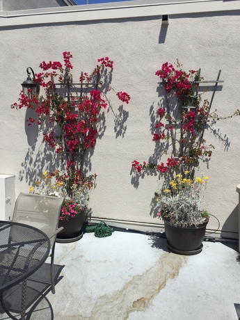 Imagen general del Hotel Buena Vista Motor Inn. Foto 3