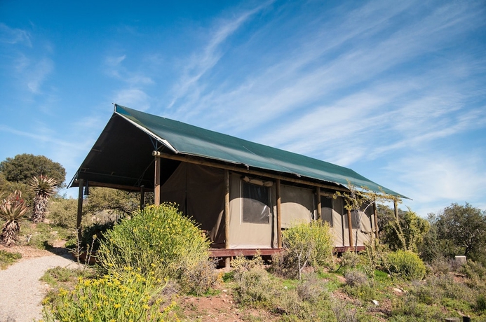 Imagen de la habitación del Hotel Buffelsdrift Game Lodge. Foto 3