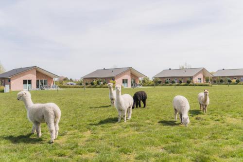 Imagen general del Hotel Büdlfarm - Der Familien-Erlebnishof in Strandnähe. Foto 1