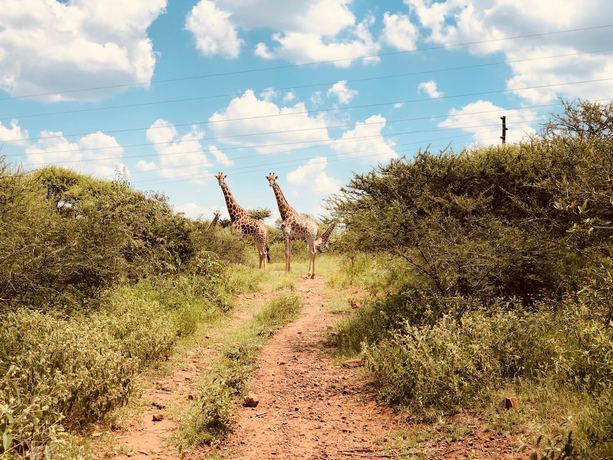 Imagen general del Hotel Buyskop Lodge. Foto 3