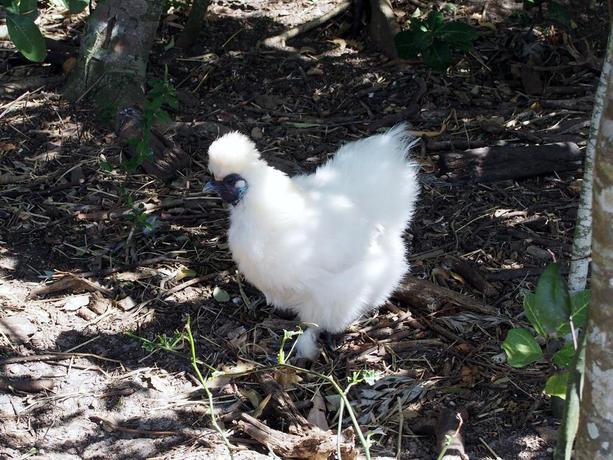 Imagen general del Hotel Byron Bay Farm Cottages. Foto 14