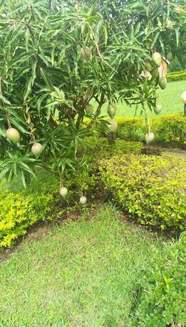 Imagen general del Hotel C and G Heritage Cottage. Foto 16