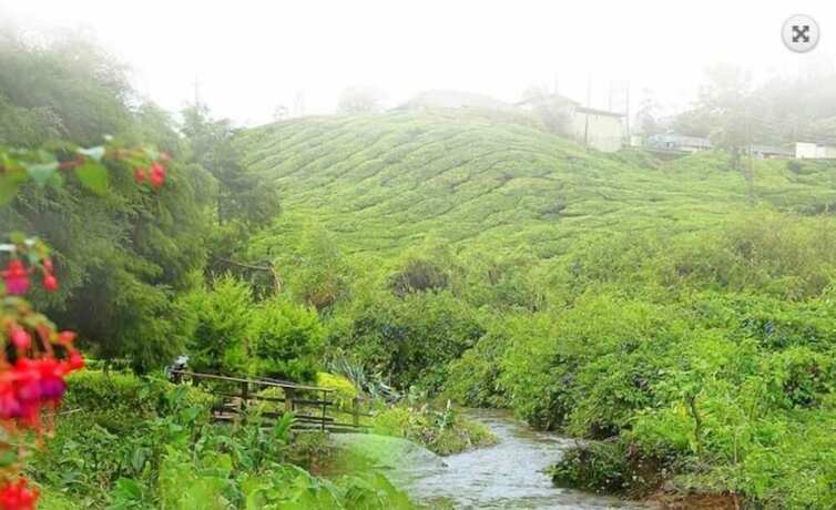 Imagen general del Hotel C7 Munnar. Foto 12