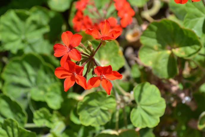 Imagen de los exteriores del Hotel Cabañas Henua Iti. Foto 11