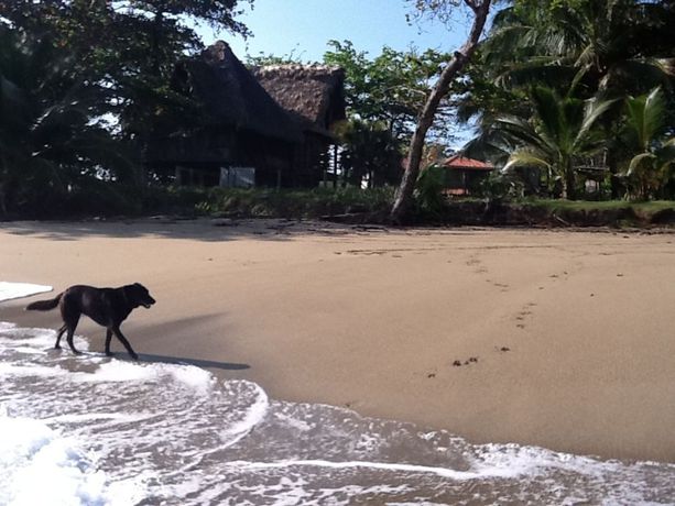 Imagen de la habitación del Hotel Cabarete Boutique Ecolodge Beachfront. Foto 5