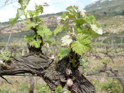 Imagen general del Hotel Cal Maginet. Foto 4