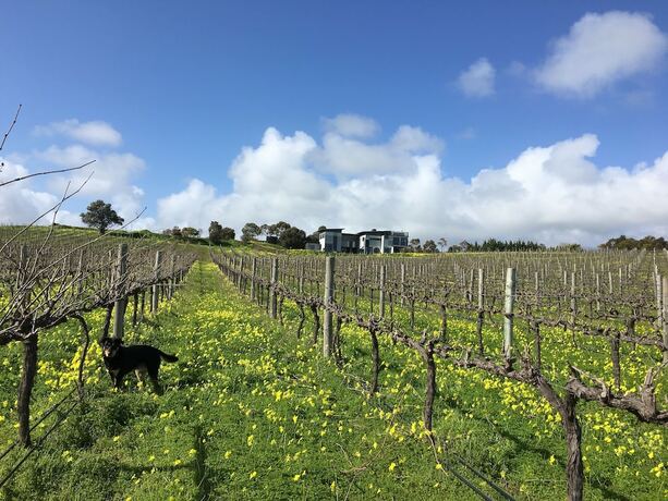 Imagen de los exteriores del Hotel California Road At Inkwell Wines. Foto 31