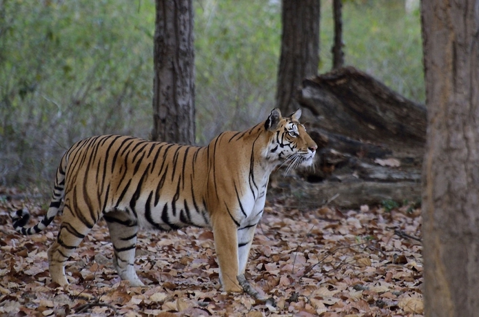 Imagen general del Hotel Camp Dev Vilas Kanha. Foto 2